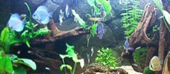 aquarios-e-peixes-caxias-1394760939