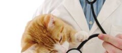 clinicas-veterinarias-caxias-1394761421