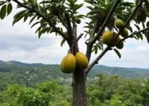 plantação de açaí