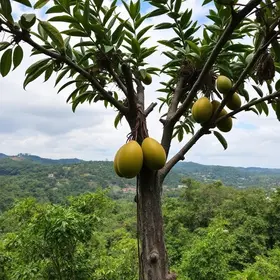 plantação de açaí