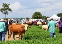 Agroleste Maranhão