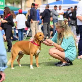Feirinha de Adoção de Animais