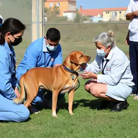 Secretaria Adjunta de Proteção Animal